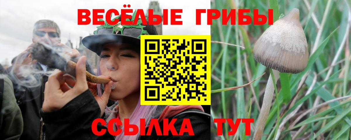 Псилоцибиновые грибы Psilocybe Димитровград